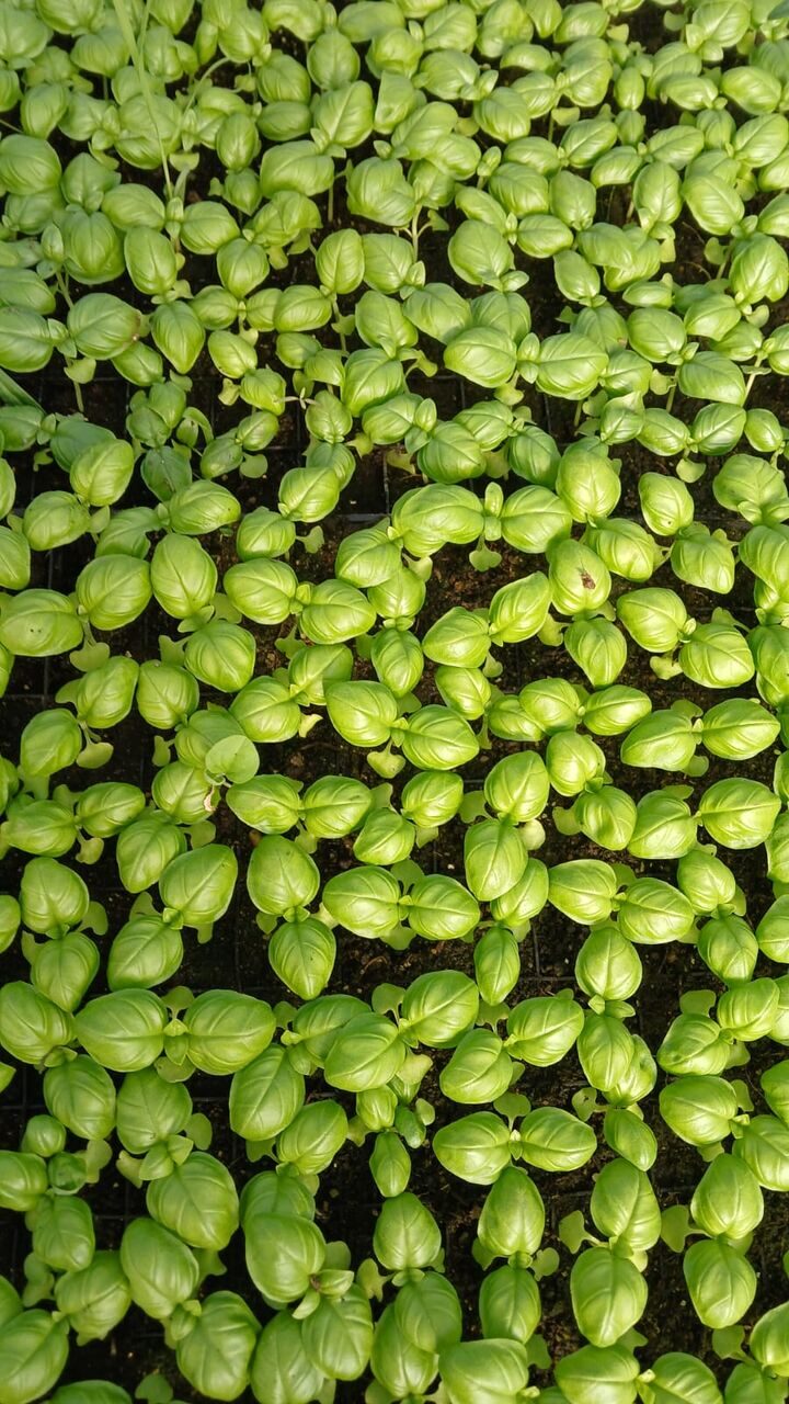 Изображение WhatsApp 2025-03-28 в 10.28.10_e111233e